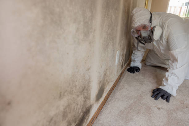 Why You Should Choose Our Mold Remediation Services in Brooklet, GA